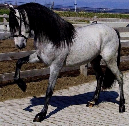 Andalusier01.jpg